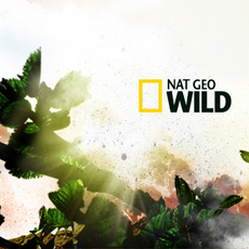 Fox, Nat Geo shuffle international pack